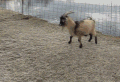 山羊 跳跃 犄角 铁丝网