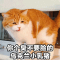 臭不要脸 乌克兰 小乳猪 猫