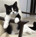 猫咪 喵星人 搞笑 可爱 淘气