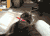 猫咪 可爱 睡觉 喵星人