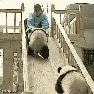 拉住了 翻滚 玩 闹 熊猫 滑梯 搞笑 大熊猫