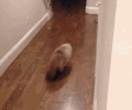 猫咪 行走 吓一跳 室内