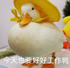 萌宠 鸭子 今天也要好好工作鸭 加油 搞怪 逗