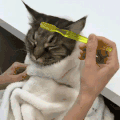 萌宠 猫星人 梳头 精致 享受 搞怪