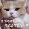 萌宠 喵星人 你说的那个朋友 就是你 呆萌 可爱