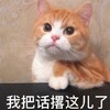萌宠 猫星人 我把话搁这儿了 你看着吧 呆萌 可爱