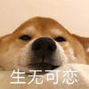 狗 萌宠 斗图 汪星人 生无可恋