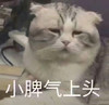 萌宠 猫星人 小脾气上头 无奈 呆萌 可爱
