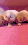 猫宝宝 可爱 爪子 萌宠