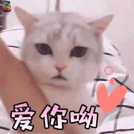 萌宠 猫咪 猫 撩 爱你呦 soogif soogif出品