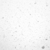 鹅毛大雪 飘扬 浪漫 冬季