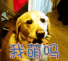 卖萌 我萌吗 狗