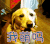 卖萌 我萌吗 狗