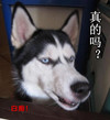 真的吗 白痴 二哈 欢乐