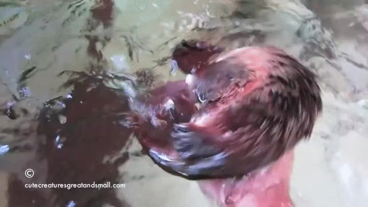 哇 awww
