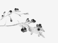 黑白 开花 花瓣 卡通