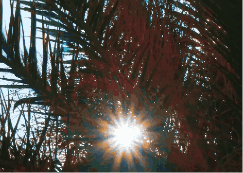 乌尔齐尼 棕榈树 阳光 黑山