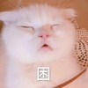萌宠 喵星人 困 想睡觉 搞怪 逗