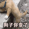 狗子你变了 狗子 狗狗 二哈 搞笑