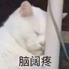 萌宠 猫星人 脑壳痛 难受 呆萌 可爱