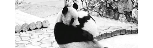 熊 拥抱 动物 野生的 熊猫 动物 填充动物玩具 大熊猫 熊猫熊 熊猫宝宝