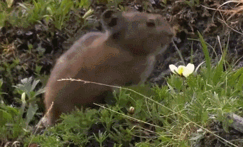 老鼠 花朵 绿草 吃东西