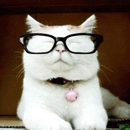 猫咪 眼镜 恶搞 干什么伦家学习呢