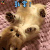萌宠 猫 鼓掌 赞 猫咪