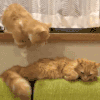猫咪 摇尾巴 他着 萌宠