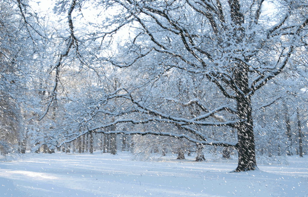 树木 下雪 雪景 唯美