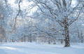 树木 下雪 雪景 唯美
