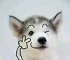 狗狗 剪刀手 眨眼睛 可爱