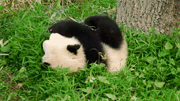 动物 大熊猫 滚草地 开心