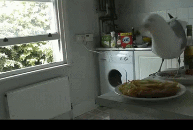 厨房 鸽子 偷吃 笨蛋