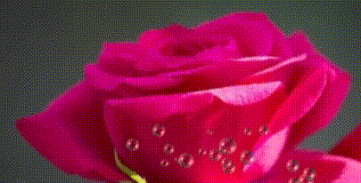 玫瑰花 粉红色 水珠 漂亮