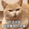 萌宠 猫星人 你这点钱 我很难帮你办事 搞怪 呆萌