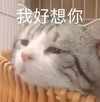 萌宠 喵星人 我好想你 我真的很想你 可爱 呆萌