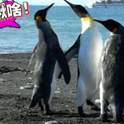企鹅 萌宠 打架 搞笑