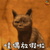 回家 春节 放假 猫 猫星人 哇偶放假啦 福
