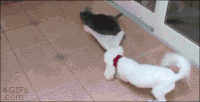 柴犬 汪星人 卖萌