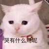 萌宠 猫星人 哭有什么用呢 无奈 呆萌 可爱