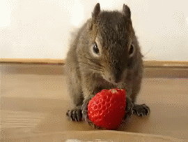 老鼠 草莓 偷吃 可爱