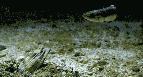 海底 鱼头 攻击 爪子