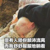 猪 萌宠 愿有人陪你颠沛流离 而我舒舒服服的躺着