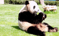 熊猫 可爱 呆萌 吃东西