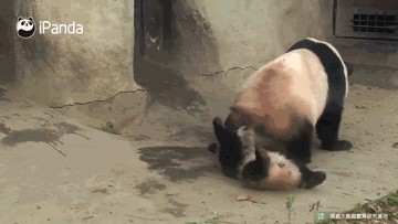 大熊猫 小熊猫 黑色 白色