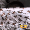 萌娃 黄夏温 你才是最甜的 套路 呆萌 可爱