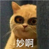 萌宠 猫星人 妙啊 这主意不错 黑眼圈 凝视