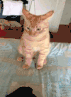 猫咪 仰头 搞笑 可爱