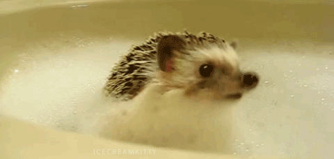 刺猬 小动物 洗澡 可爱
